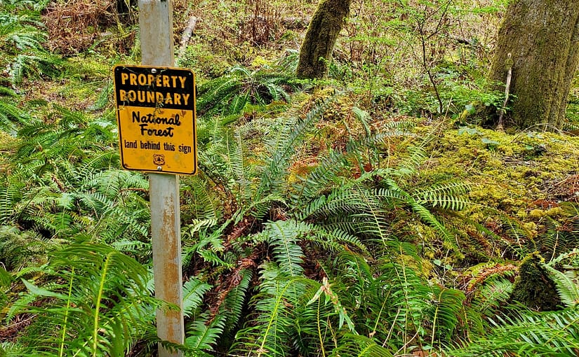 how I got into foraging