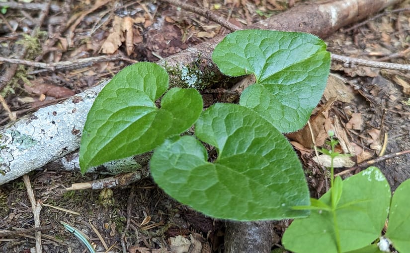 spice up your campsite cooking with wild ginger